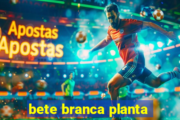 bete branca planta